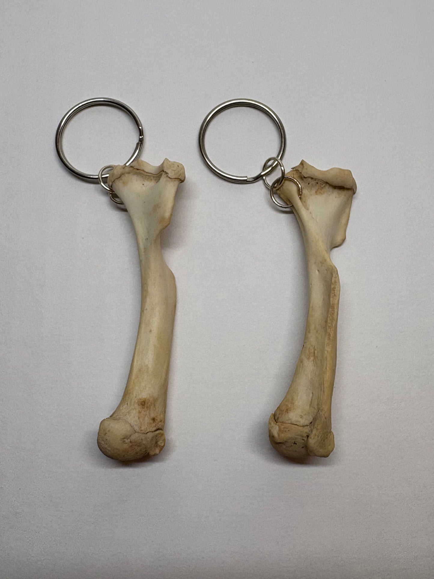 Cat Skeleton Keychain