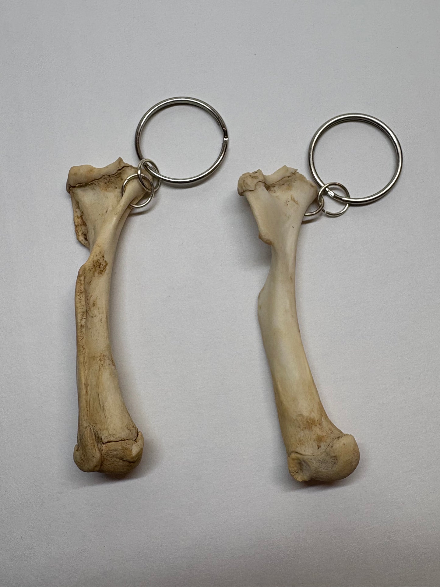 Cat Skeleton Keychain
