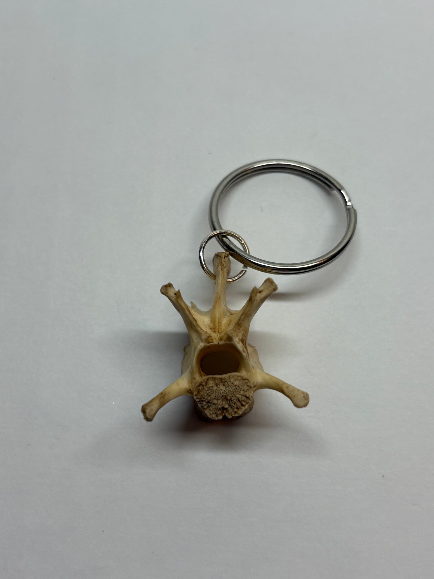 Cat Skeleton Keychain