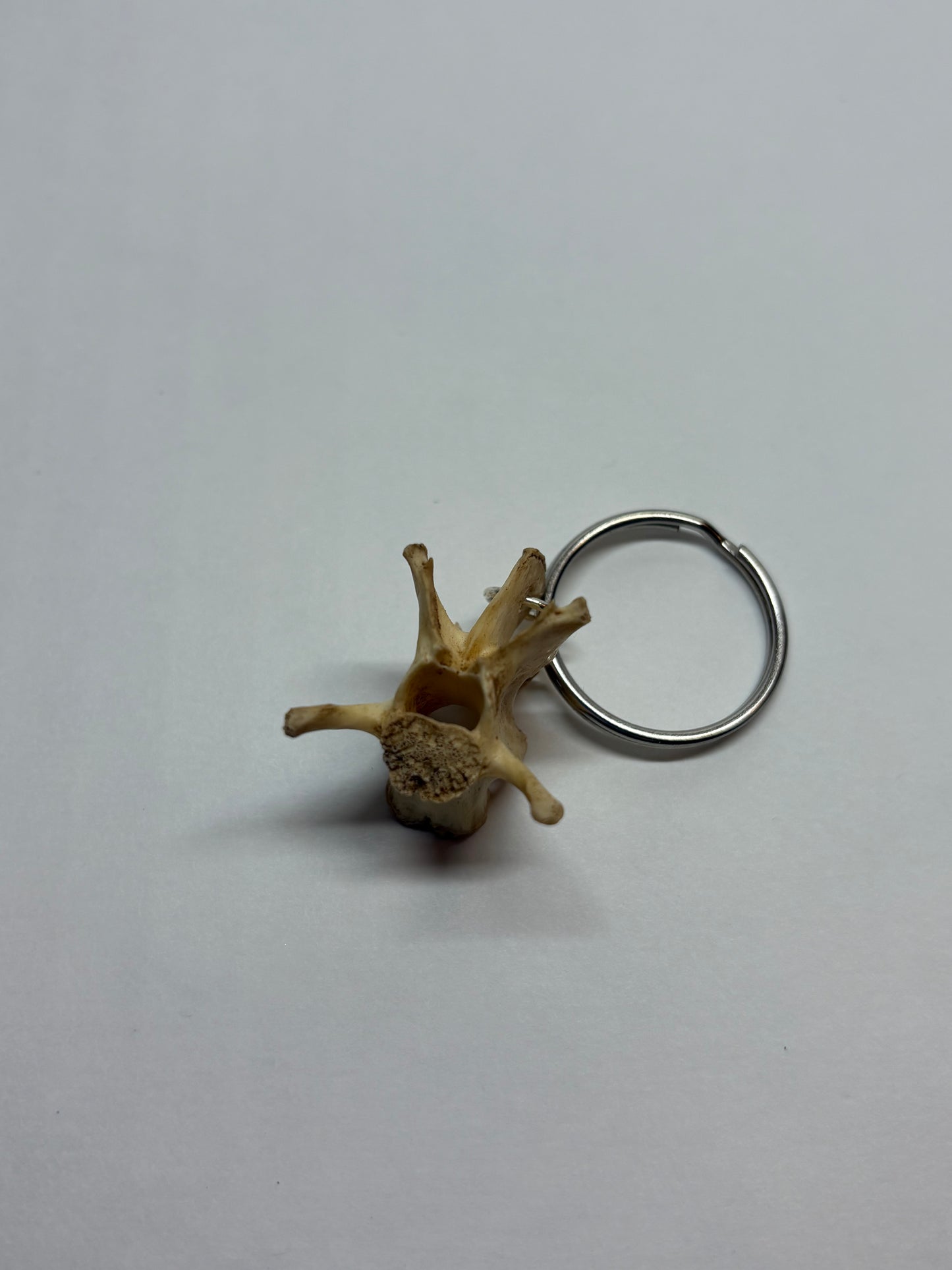 Cat Skeleton Keychain
