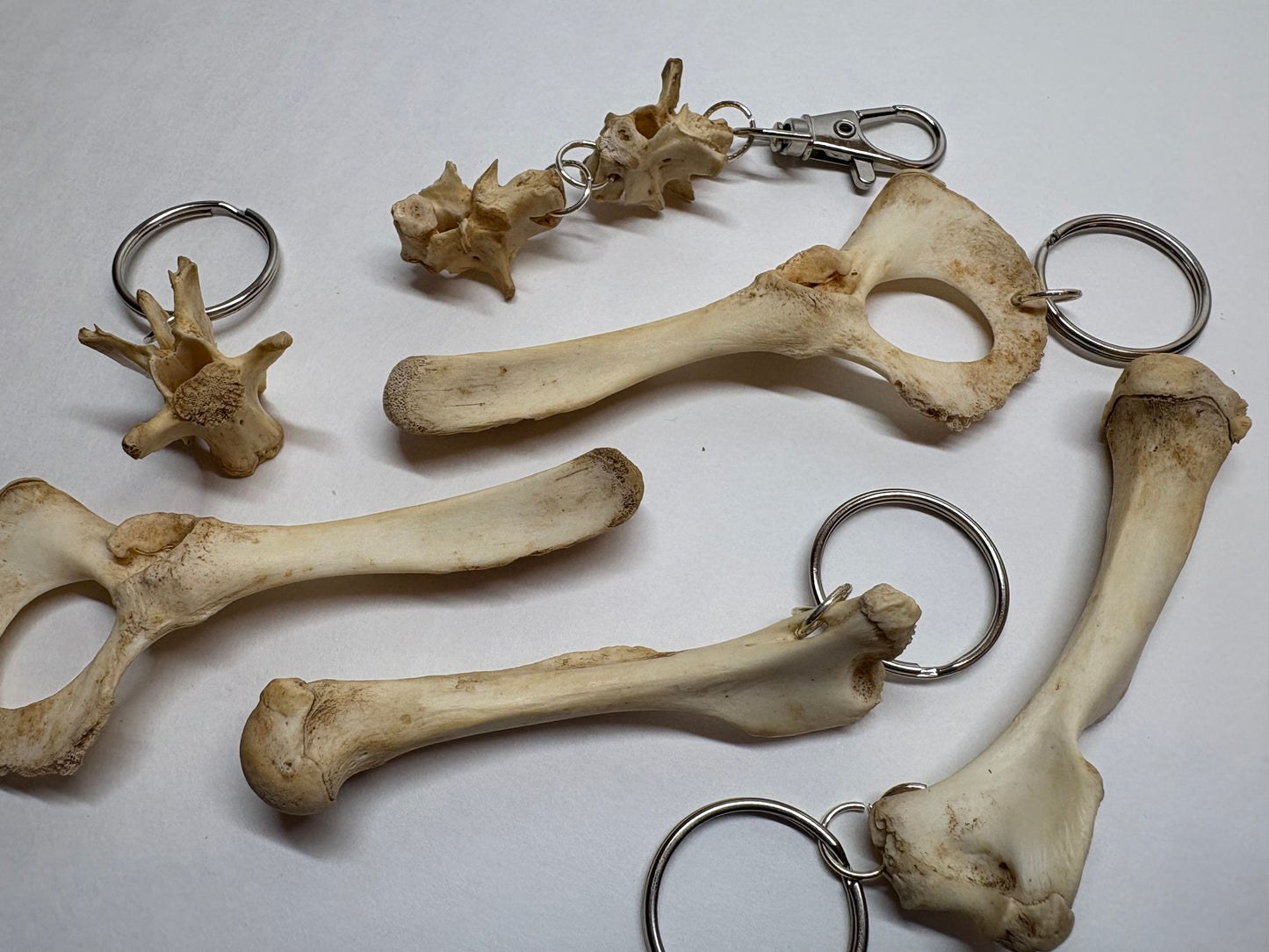 Cat Skeleton Keychain