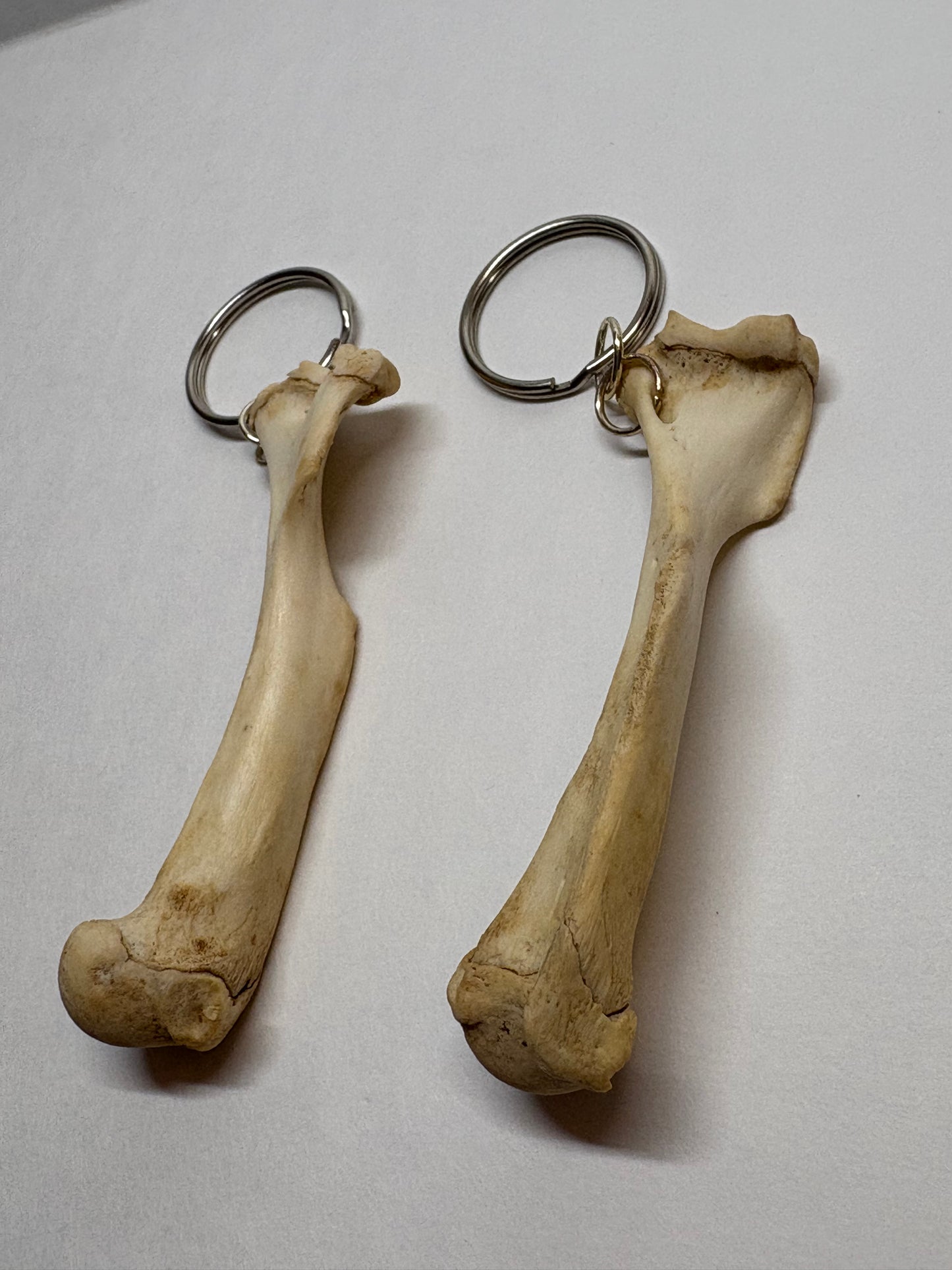 Cat Skeleton Keychain