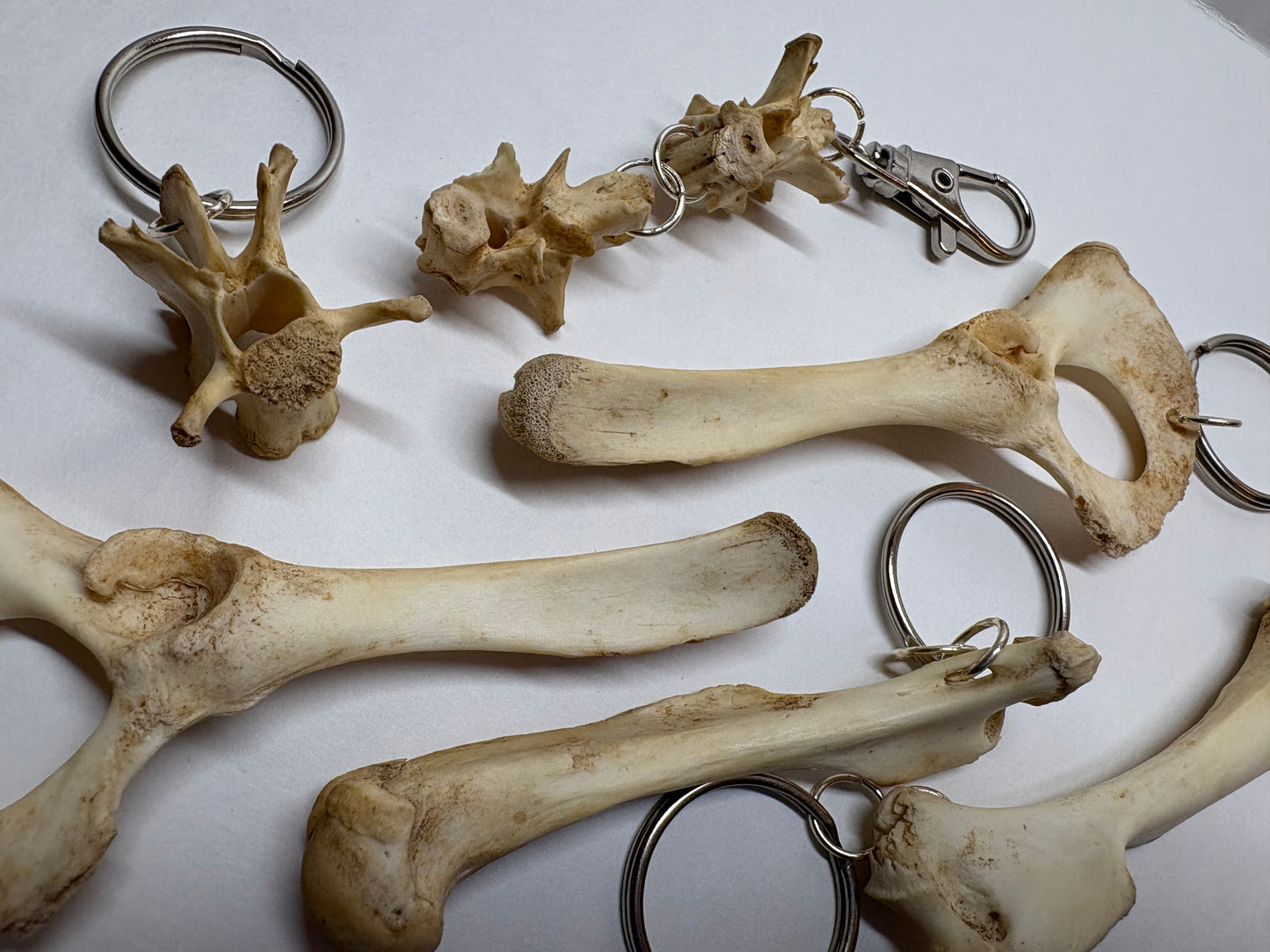 Cat Skeleton Keychain